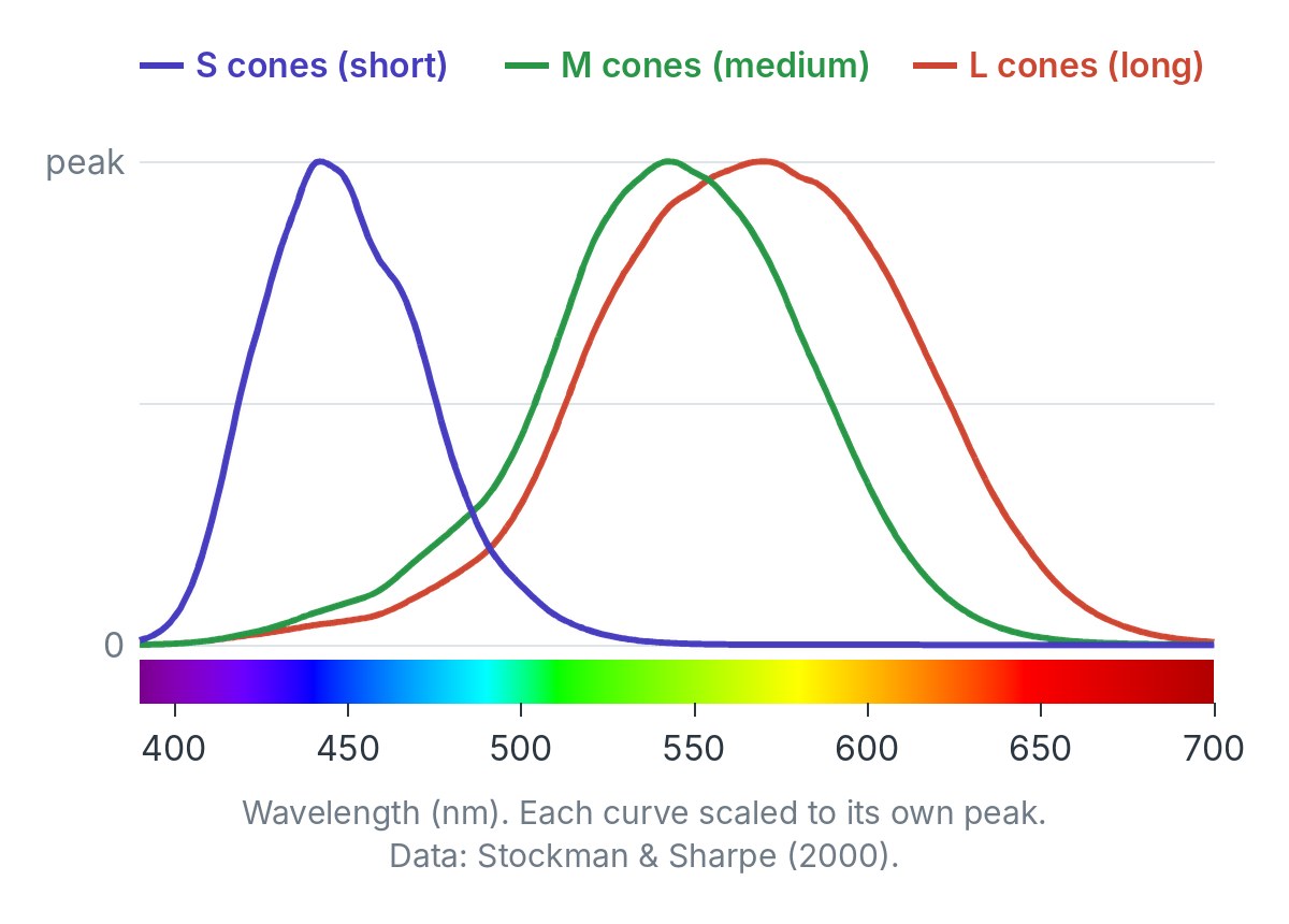 Graph of three overlapping sensitivity curves over a spectrum strip: S cones peaking near 440 nanometres, M cones near 545 and L cones near 570.