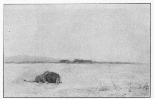 Poore's plate of Gérôme's painting: a single lion lying in a wide, almost empty desert, with a low line of hills far behind.