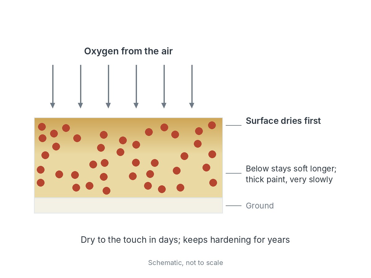 Cross-section of an oil paint layer with arrows of oxygen coming down from the air: the surface dries first while the paint below stays soft longer, very slowly when thick; it is dry to the touch in days and keeps hardening for years.